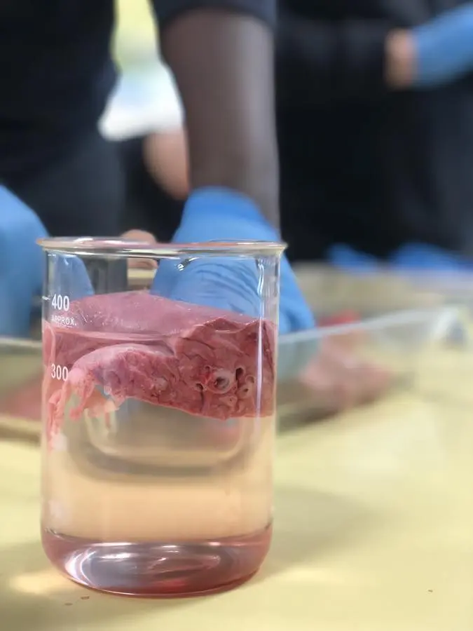 Biologie - Anatomie der Lunge